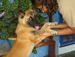 Johnc - Belgian Shepherd Malinois Mix Dog