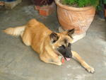 Johnc - Belgian Shepherd Malinois Mix Dog