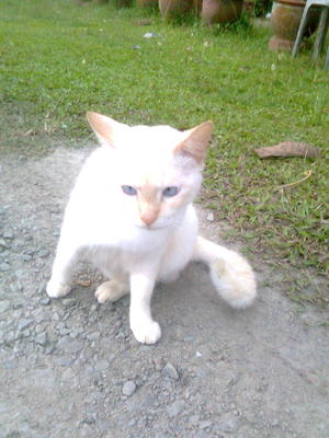 Chubby - Domestic Long Hair + Siamese Cat