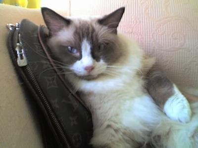 Hughy - Ragdoll Cat