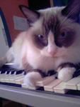 Not the epic fail keyboard cat haha