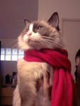 Supercat!!