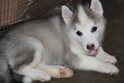 Siberian Husky Puppies With Mka - Siberian Husky Dog