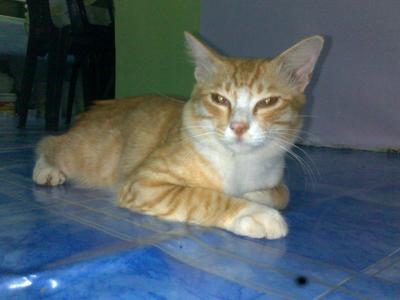  Si Kunin - Domestic Medium Hair Cat