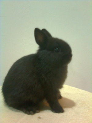 Netherland Dwarf - Dwarf Rabbit