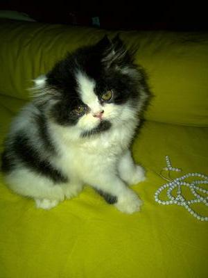 Bubu - Persian Cat