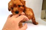  Quality Toy Poodle  - Poodle Dog