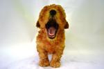  Quality Toy Poodle  - Poodle Dog