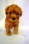  Quality Toy Poodle  - Poodle Dog