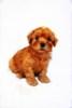  Quality Toy Poodle  - Poodle Dog