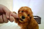  Quality Toy Poodle  - Poodle Dog