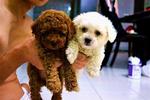  Quality Toy Poodle  - Poodle Dog