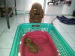  Quality Toy Poodle  - Poodle Dog