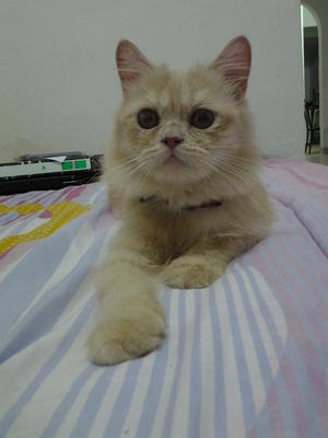 Aida - Persian Cat