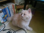 Aida - Persian Cat