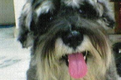 Aun-aun - Schnauzer Dog