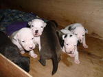 Pitbull Puppies - Pit Bull Terrier Dog