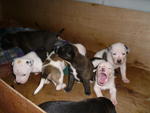 Pitbull Puppies - Pit Bull Terrier Dog