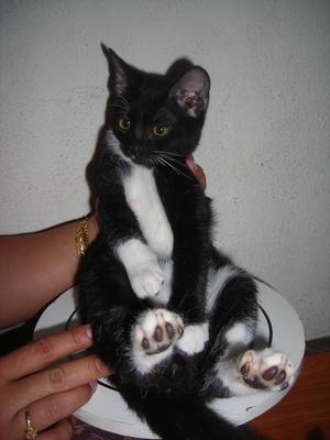 Lucky Kitten For Adoption - Domestic Short Hair Cat