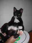 Kitten B