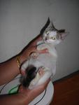 Kitten C