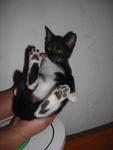 Kitten D