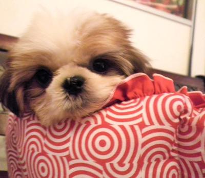 PF24326 - Shih Tzu Dog