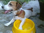 Terry - Jack Russell Terrier Dog