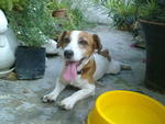 Terry - Jack Russell Terrier Dog