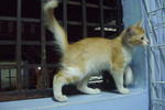 Gh - Domestic Medium Hair Cat