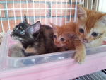 they are a lil confuse here, litter box = playpen!! :D 