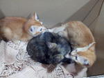 2 Sisters &amp; 1 Brother - Domestic Short Hair + Tortoiseshell Cat