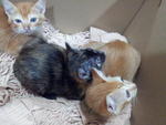 2 Sisters &amp; 1 Brother - Domestic Short Hair + Tortoiseshell Cat