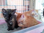 2 Sisters &amp; 1 Brother - Domestic Short Hair + Tortoiseshell Cat