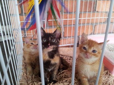 2 Sisters &amp; 1 Brother - Domestic Short Hair + Tortoiseshell Cat