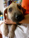 Happy - Mixed Breed Dog