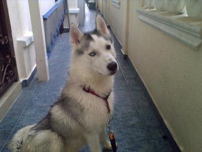 Silver - Husky Dog