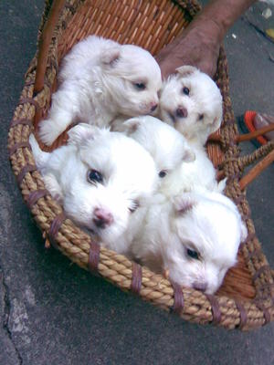 Maltese Cutie - Maltese Dog