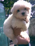 Maltese Cutie - Maltese Dog