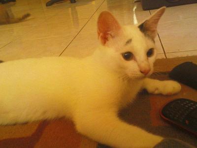 Angah - Domestic Short Hair Cat