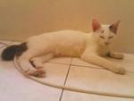 Angah - Domestic Short Hair Cat