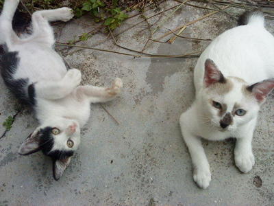 Oreo &amp; Creamy  - Domestic Short Hair + Domestic Medium Hair Cat