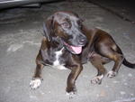 Coco - Mixed Breed Dog