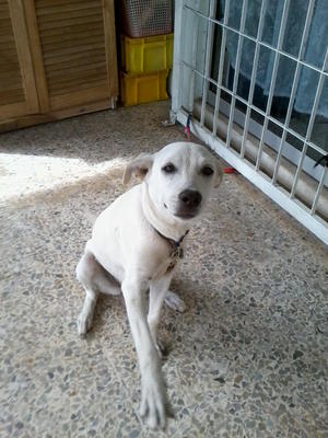 Yahoo - Mixed Breed Dog