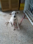 Yahoo - Mixed Breed Dog