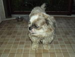 Nafas - Shih Tzu Dog