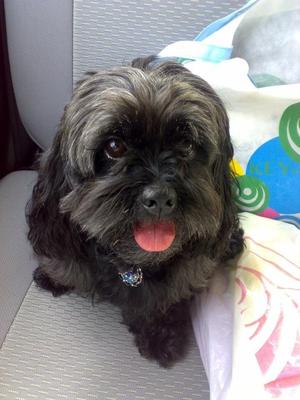 Blackie - Poodle + Tibetan Spaniel Dog