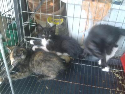 3 Beradik - Domestic Short Hair Cat