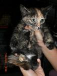 female tortie