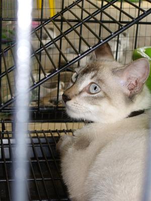 Benny - Siamese Cat